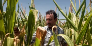 Fertilizer Prices Soar as U.S. Farmers Reconsider Spring Planting Plans