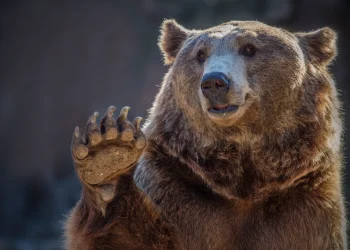 Goldman Sachs Warns Goldilocks Market Faces Shock