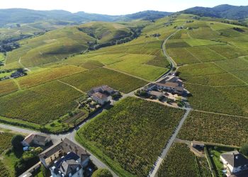 Geoffrey Tassinari Revives a Family Legacy with Domaine des Paquelets