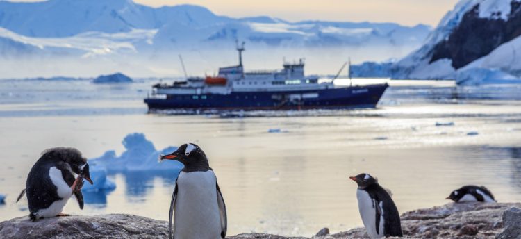 Gentoo penguins standing on the rocks and cruise ship in the background at Neco bay Antarctica