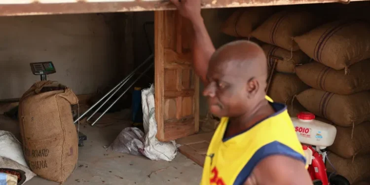 African Cocoa Farmers Let Crops Rot as Global Prices Collapse